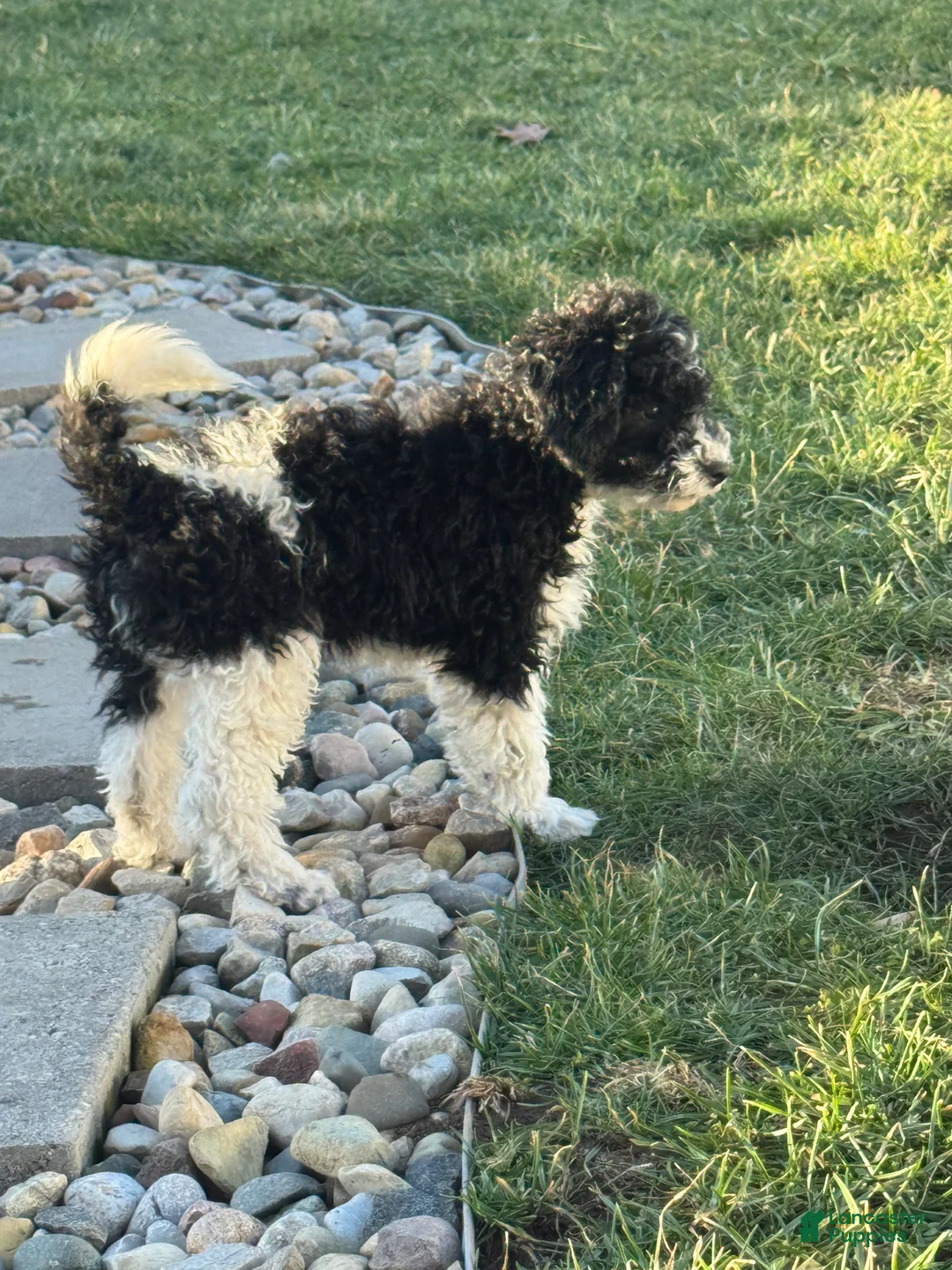 Miniature Poodle dogs for sale: Tina - Ad 4