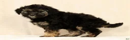 Mini Bernedoodle dogs for sale: Sadie - Ad 6