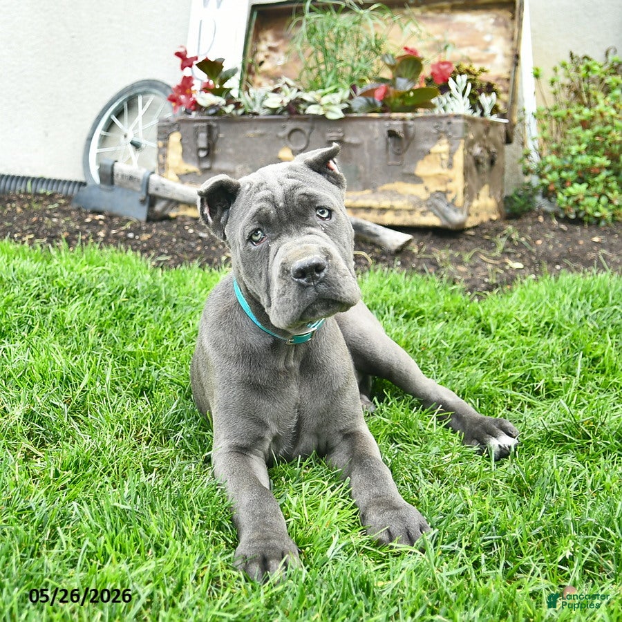 Cane Corso dogs Destiny  - Ad 2