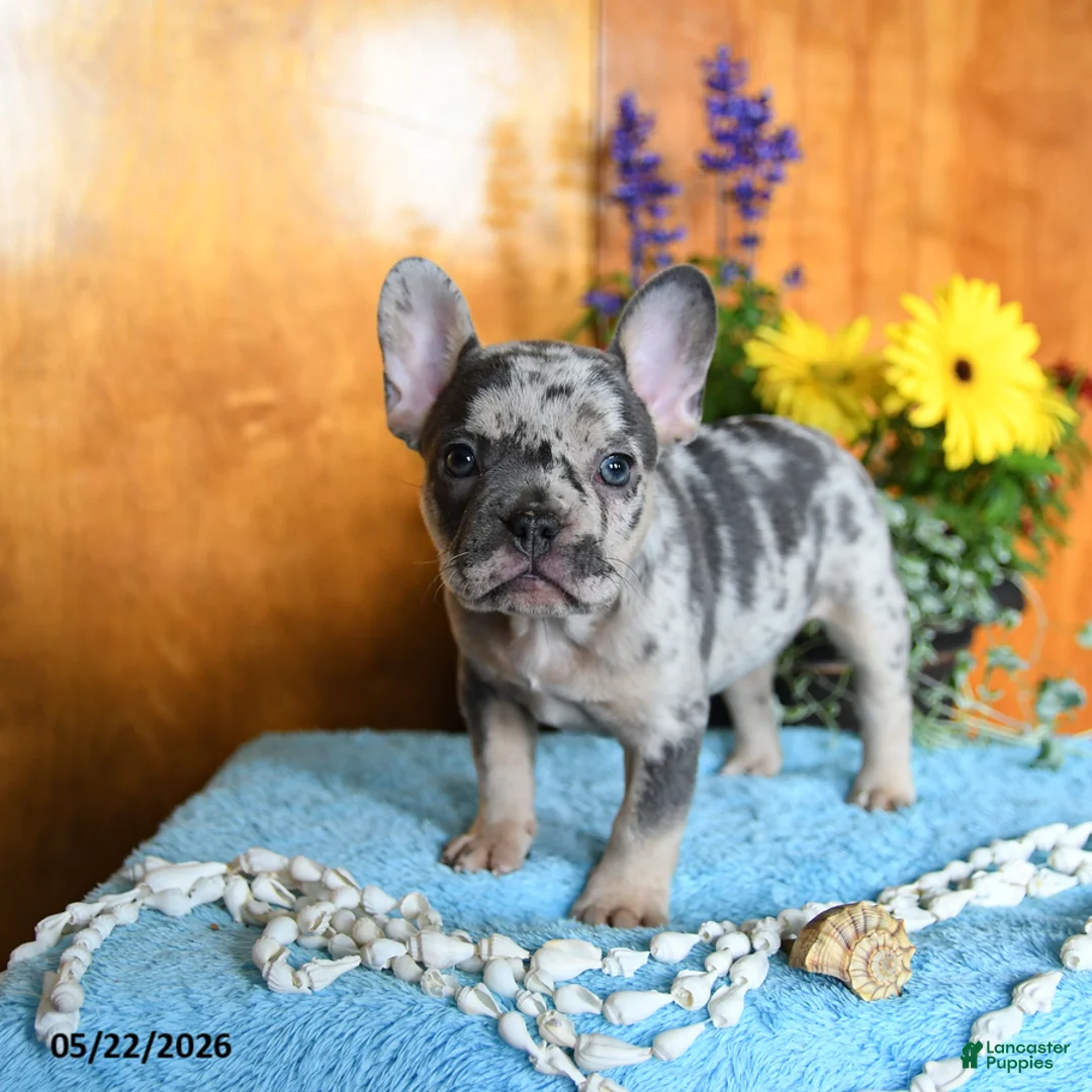 French Bulldog dogs for sale: Pearl - Ad 2