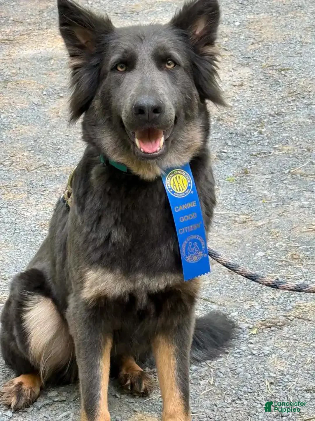 German Shepherd dogs for sale: Omelette  - Ad 16