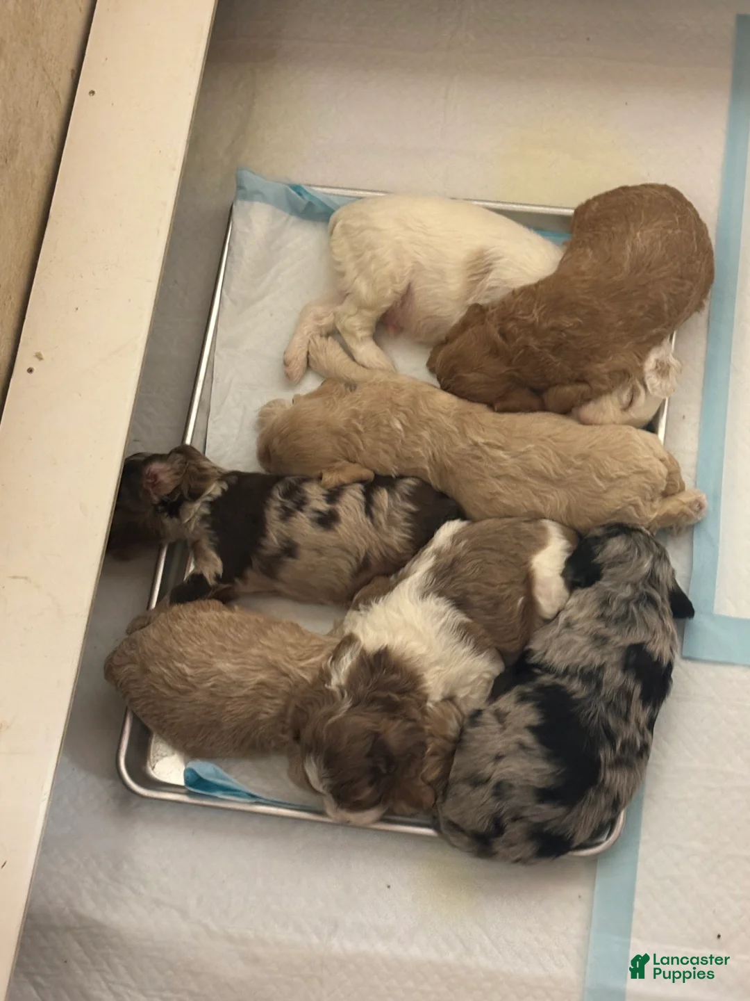 Cockapoo dogs for sale: Jericho  - Ad 5