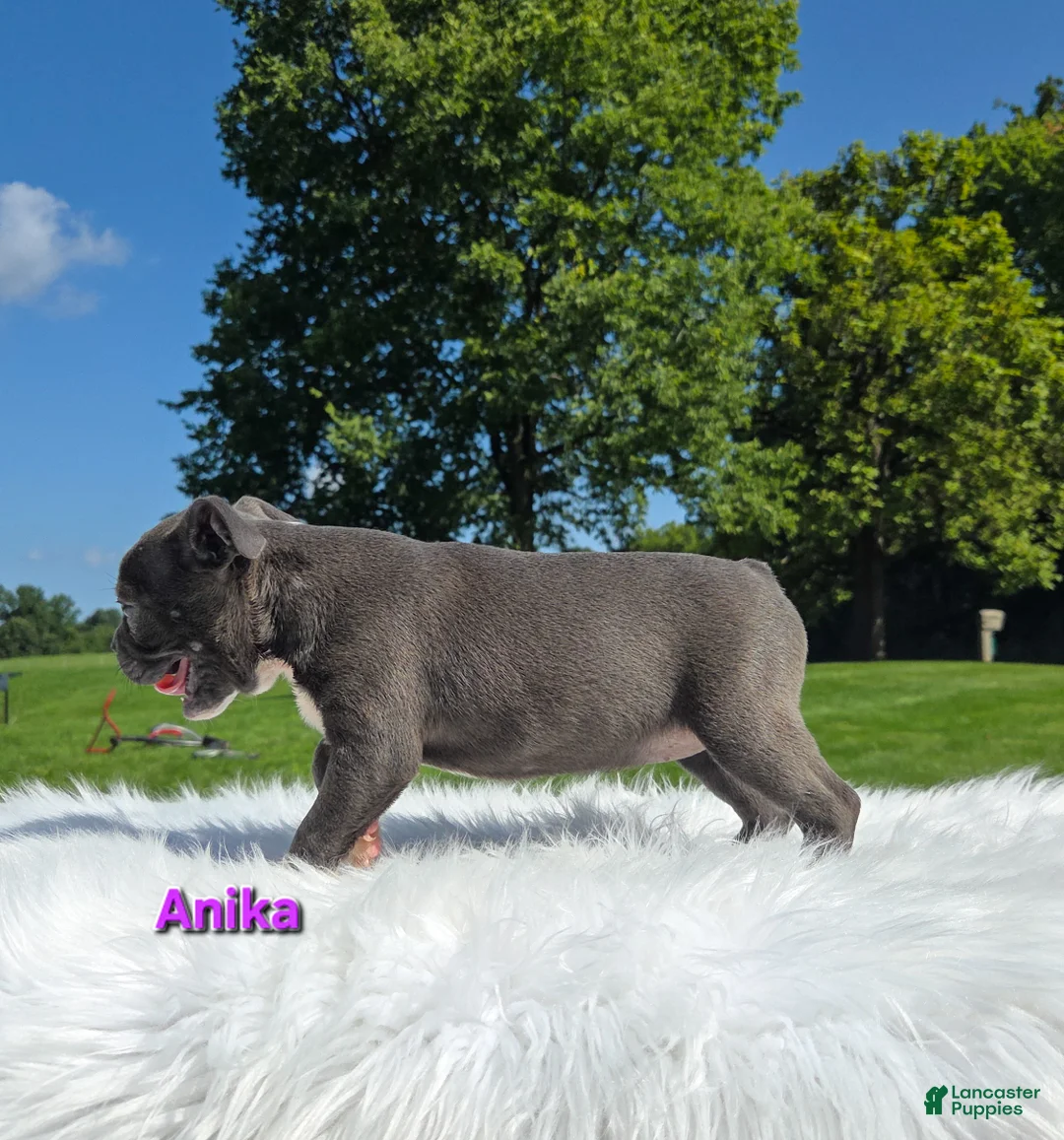 Boston Terrier dogs for sale: Anika  - Ad 8