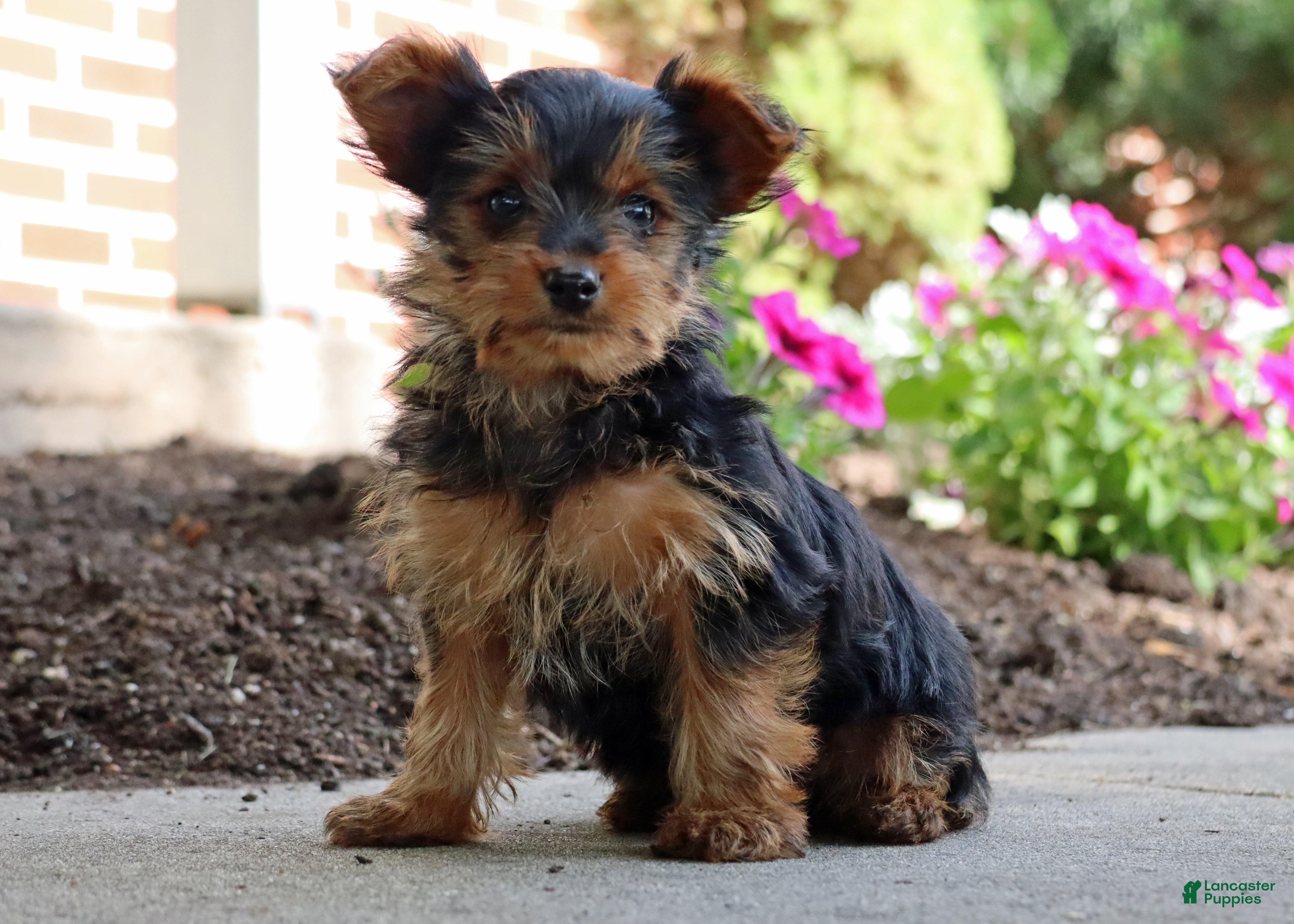 Yorkshire Terrier dogs Tucker - Ad 2