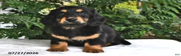 Miniature Dachshund dogs for sale: Trixie - Ad 4