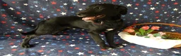 Sheprador dogs for sale: Golden Shepherd 6 Lucas - Ad 4