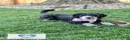 Bernedoodle dogs for sale: Winnie - Ad 10