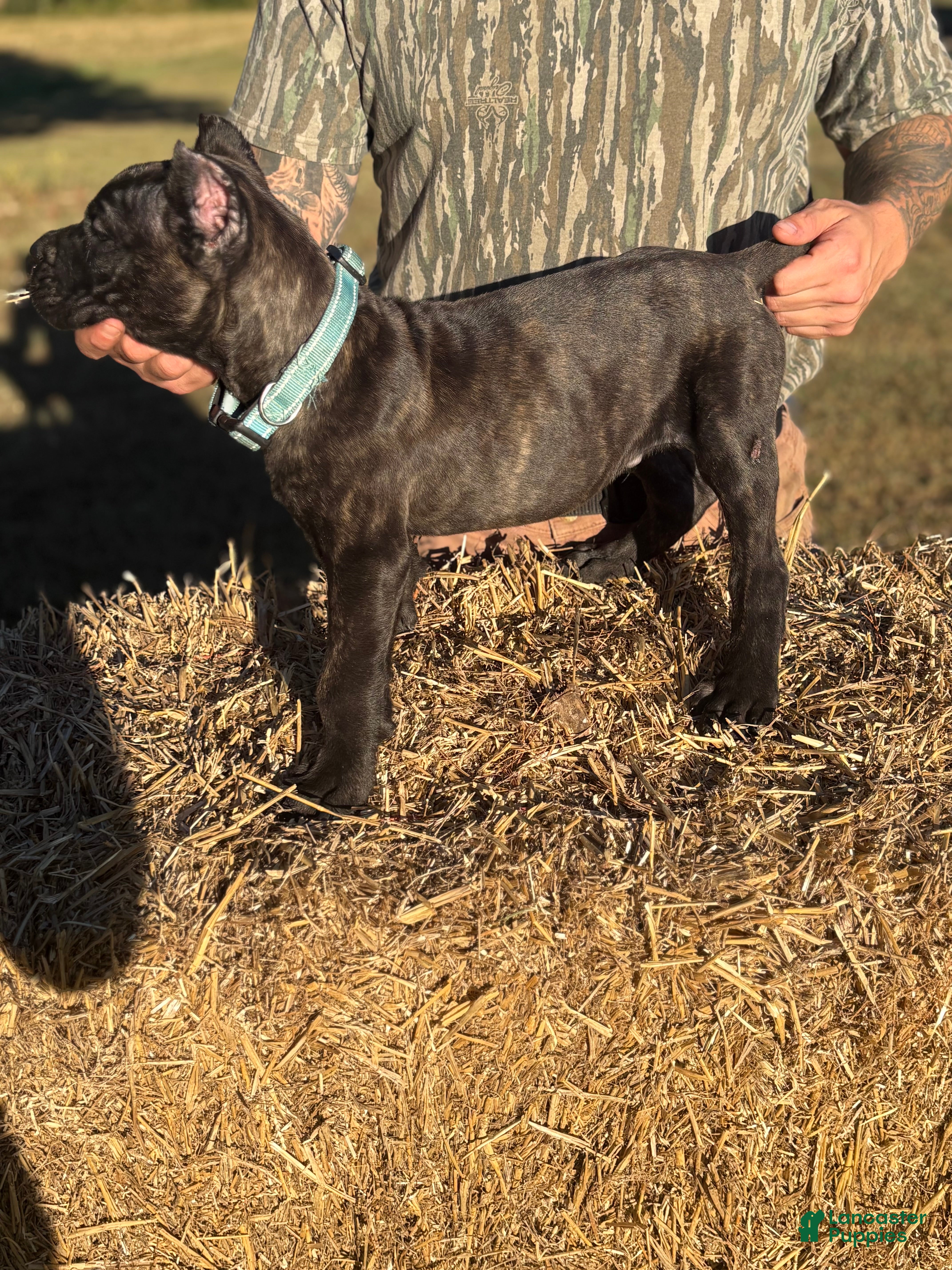 Cane Corso dogs for sale: light blue - Ad 1