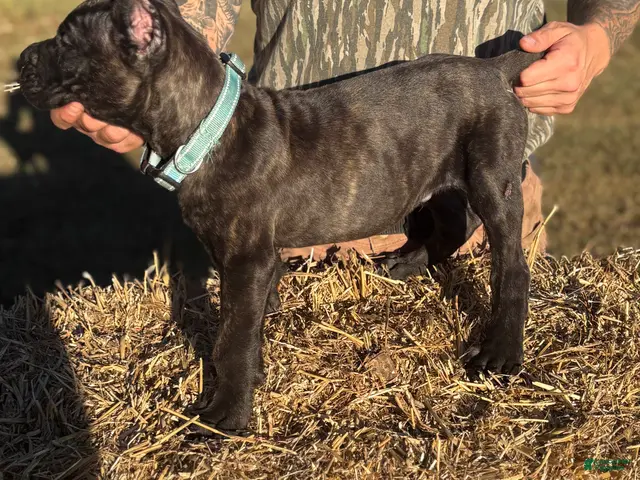 Cane Corso dogs for sale: light blue - Ad 1