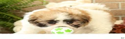 Malshi dogs for sale: Bradley - Ad 8