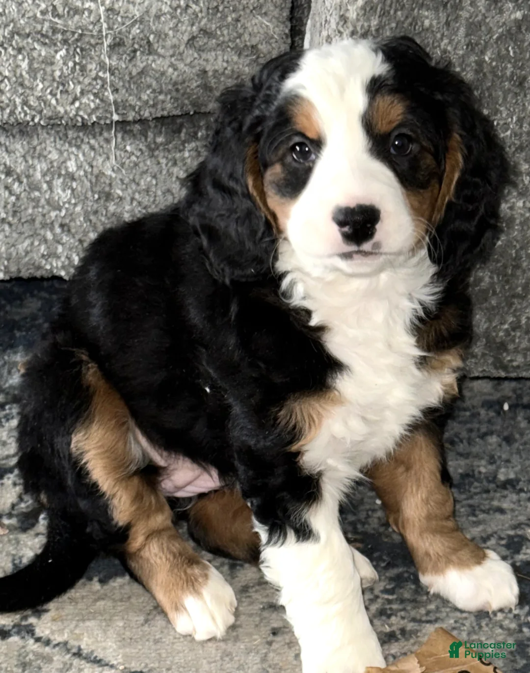 Mini Bernedoodle dogs for sale: Daphne - Ad 2