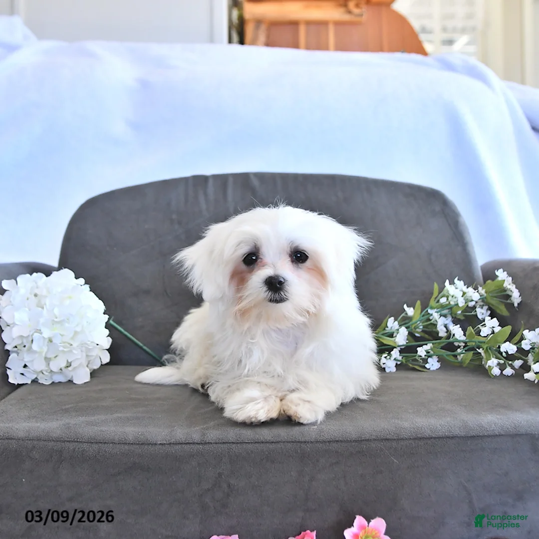 Maltese dogs for sale: Valentine EXTRA SMALL - Ad 1