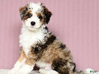 Mini Bernedoodle dogs - Ad 41