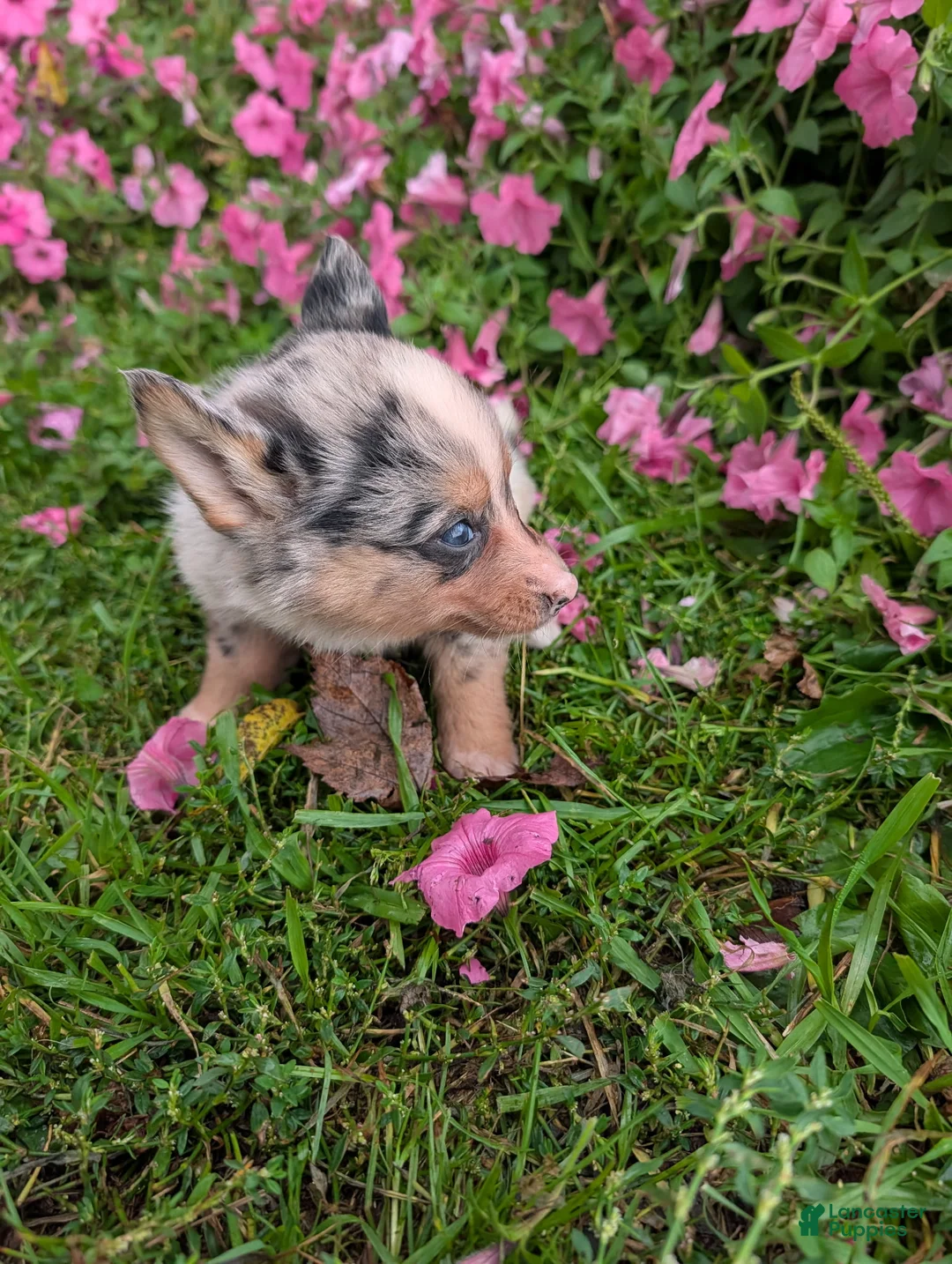 Pomsky dogs for sale: Pomsky 1 Sara - Ad 2