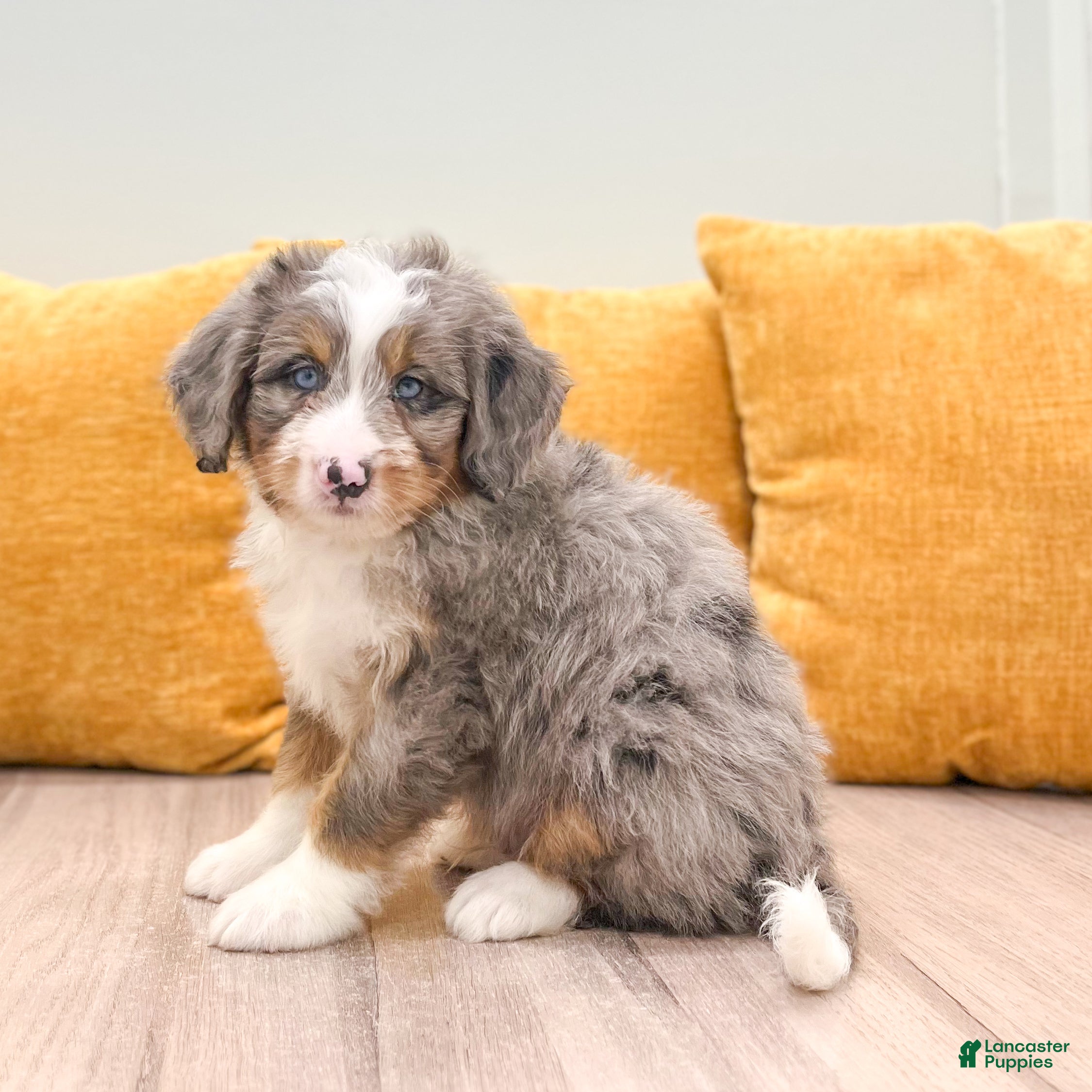 Mini Bernedoodle dogs Wally - Blue Eyes - Ad 1