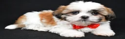 Shih Tzu dogs for sale: Sylis - Ad 1
