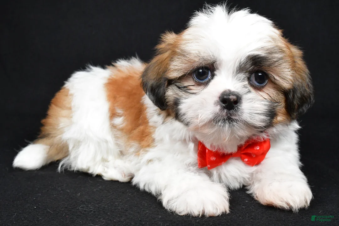 Shih Tzu dogs for sale: Sylis - Ad 1