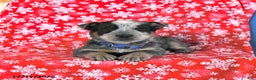 Australian Cattle Dog dogs for sale: Jingle  - Ad 1