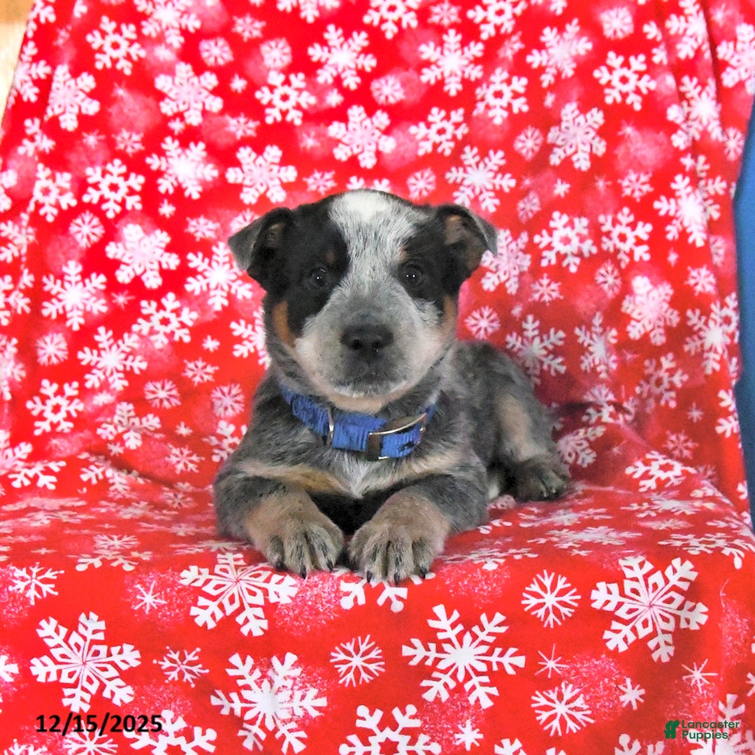 Australian Cattle Dog dogs for sale: Jingle  - Ad 1