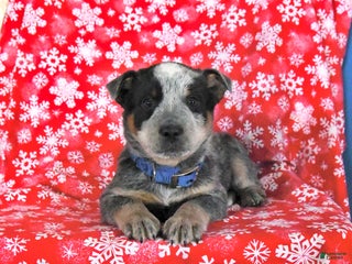 Australian Cattle Dog dogs Jingle - Ad 12