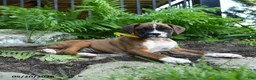 Boxer dogs for sale: Mudge - Ad 3