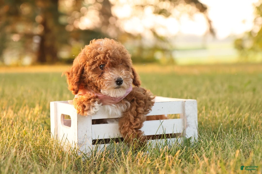 Toy Poodle dogs for sale: Skittles - Ad 11