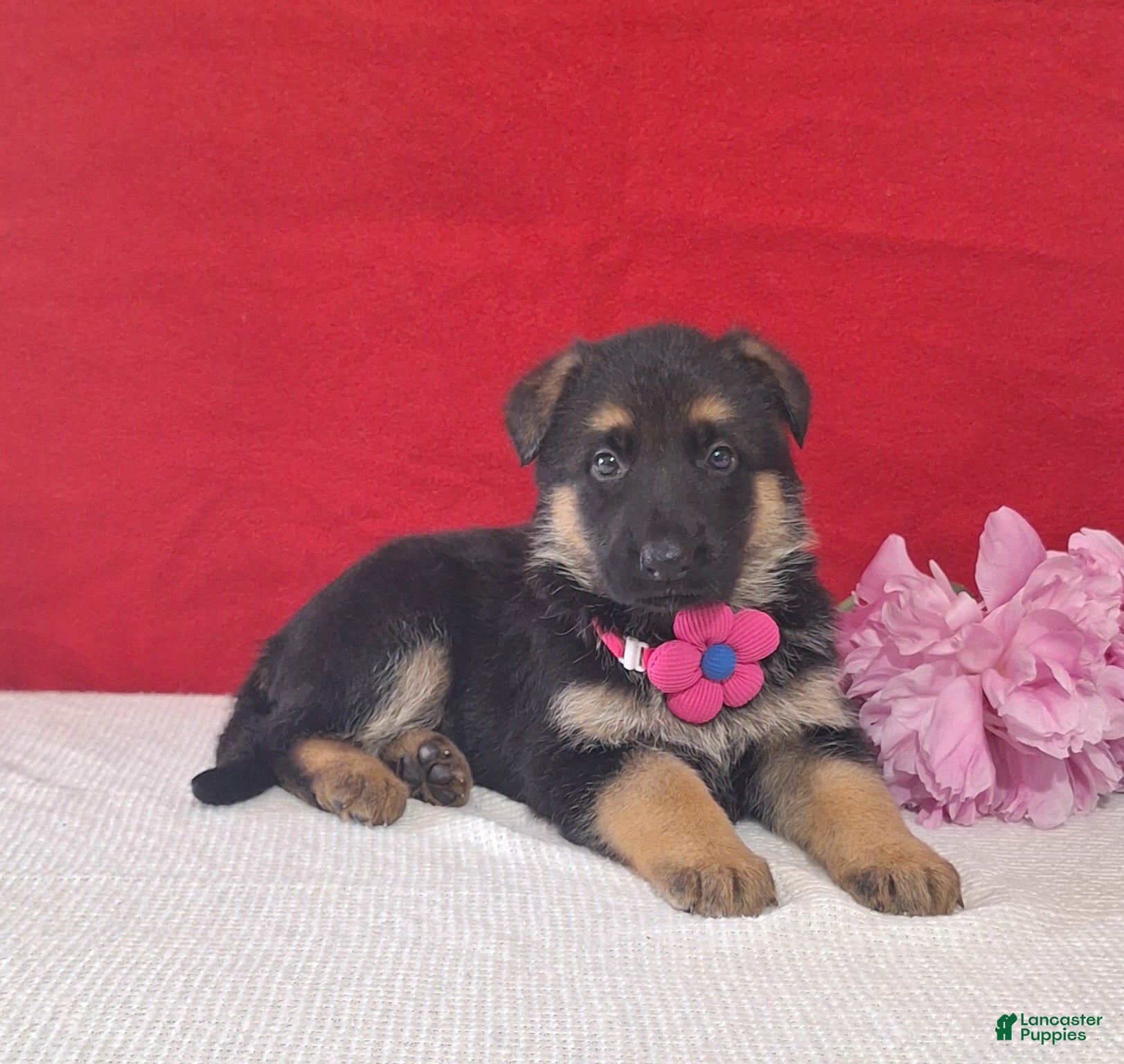 German Shepherd dogs for sale: Lotus - Ad 3