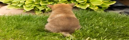 Shiba Inu dogs for sale: Jethro  - Ad 6