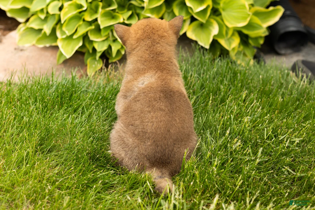 Shiba Inu dogs for sale: Jethro  - Ad 6