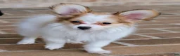 Papillon dogs for sale: Nerf - Ad 19