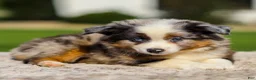 Miniature Australian Shepherd dogs for sale: Hazel - Ad 5