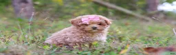 Maltipoo dogs for sale: Oakley - Ad 6