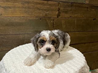 Cavapoo dogs Jax - Ad 4