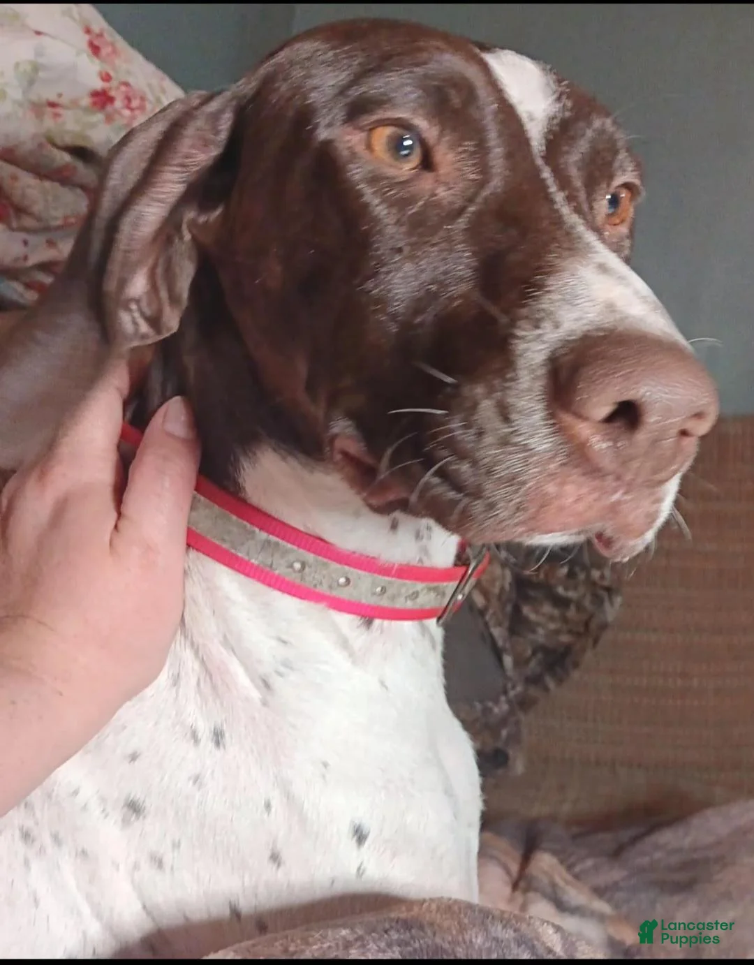 German Shorthaired Pointer dogs for sale: Mac - Ad 2