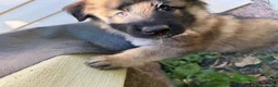 German Shepherd dogs for sale: Pinkie - Ad 4