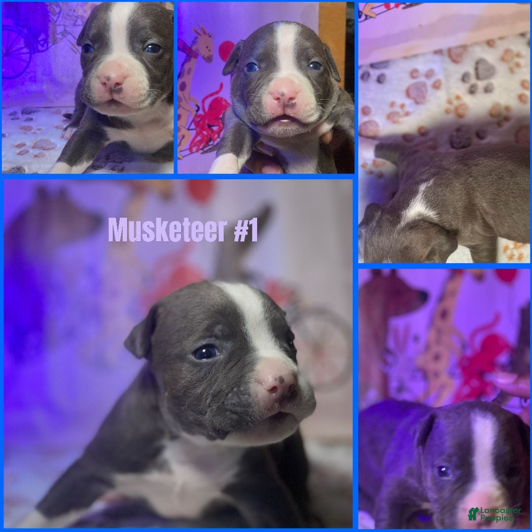 American Bully dogs Musketeer #1 - Ad 4