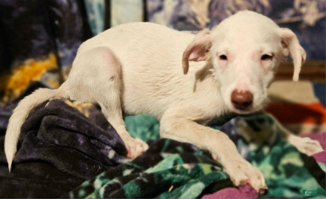 Border Collie dogs for sale: Hissy - Ad 5