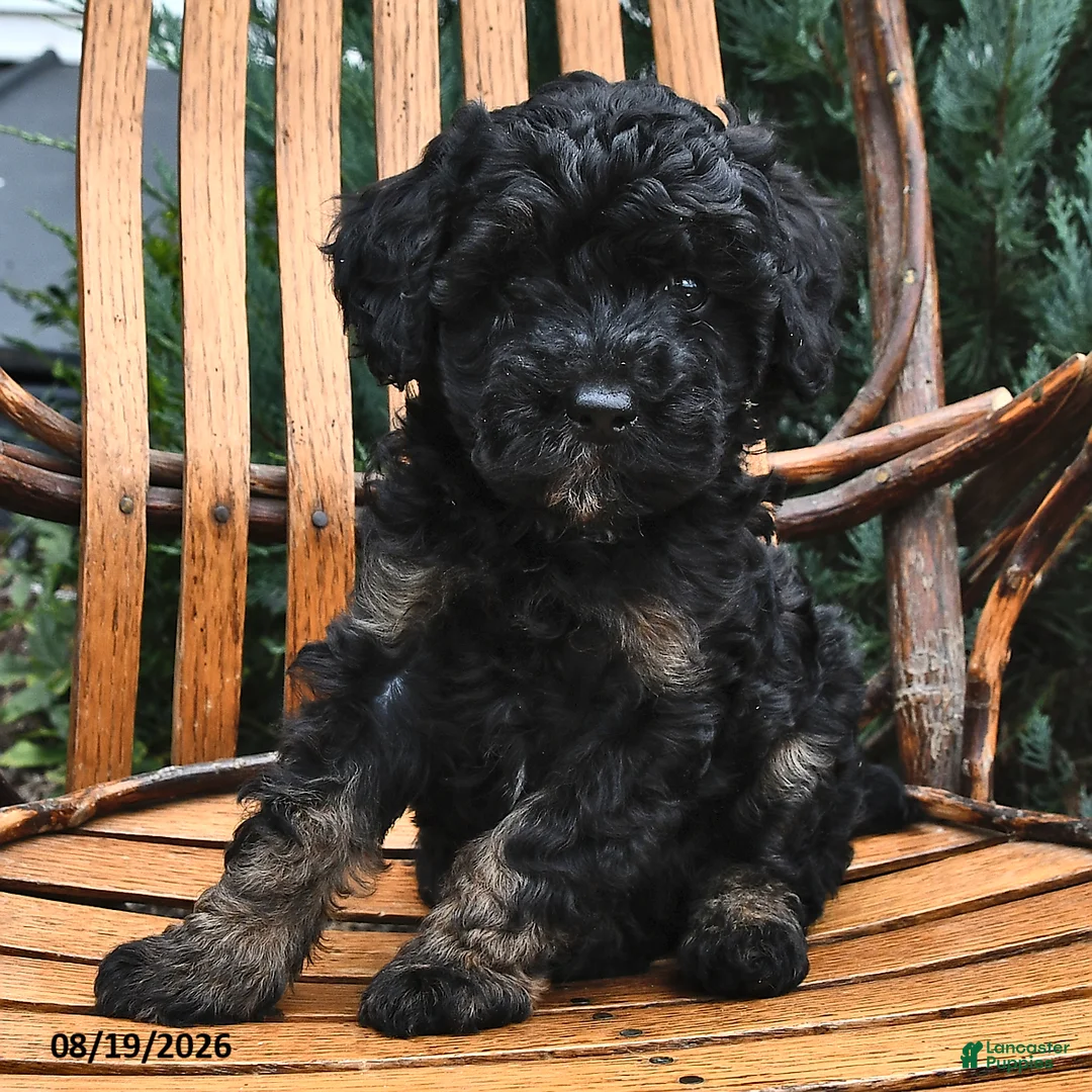 Miniature Poodle dogs for sale: Raine  - Ad 2