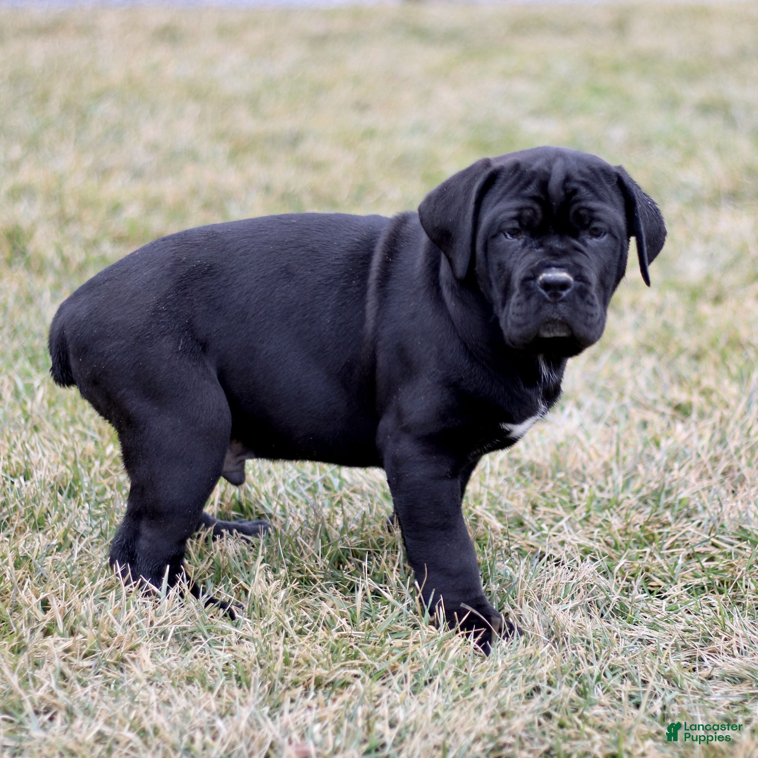 Cane Corso dogs Newton  - Ad 2