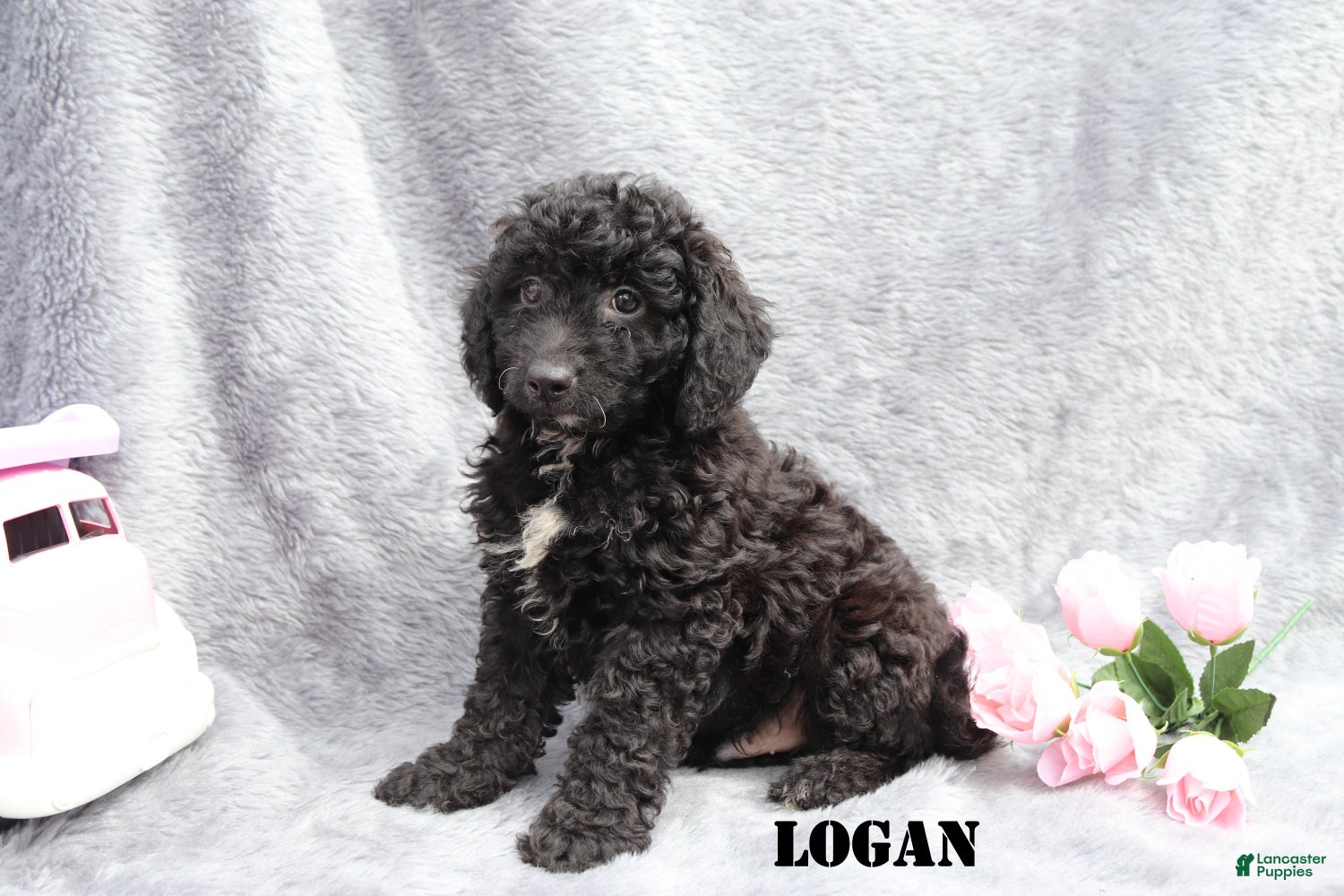 Mini Goldendoodle dogs for sale: Logan - Ad 4