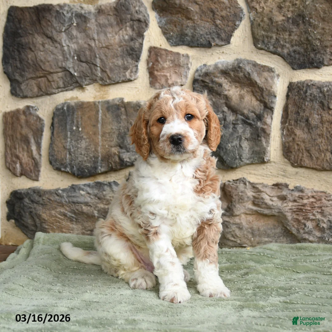 Goldendoodle dogs for sale: Jace - Ad 1