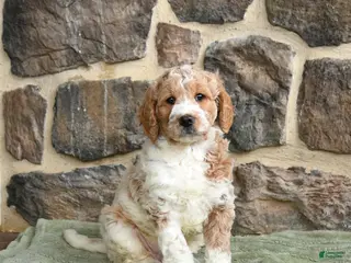 Goldendoodle dogs for sale: Jace - Ad 2