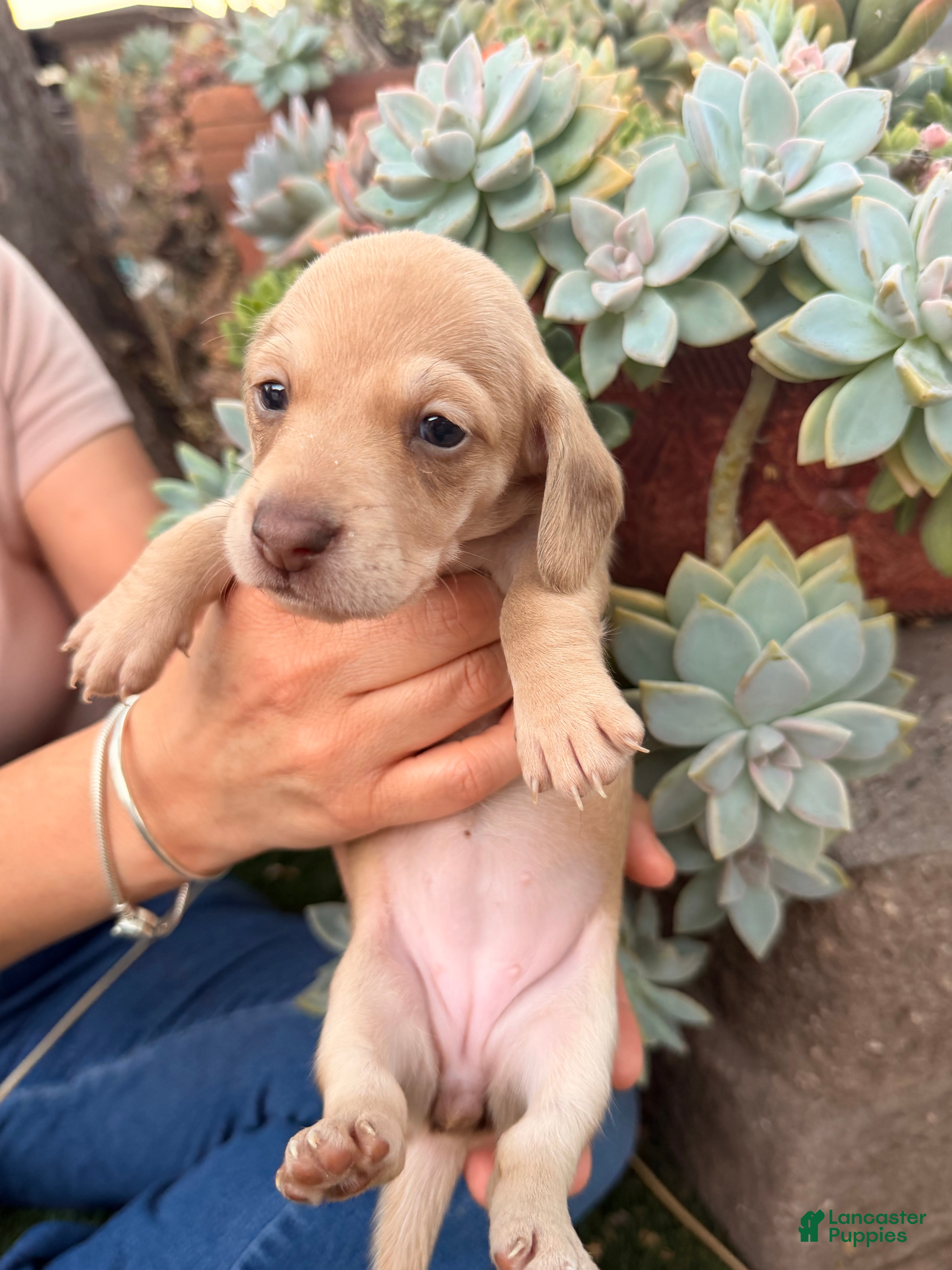 Miniature Dachshund dogs Miniature Dachshund 5 - Ad 1