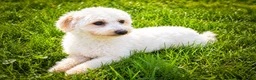 Maltese dogs for sale: Dixie💕   - Ad 12