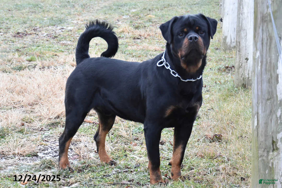Rottweiler dogs for sale: Renley - Ad 10