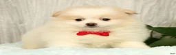 Pomeranian dogs for sale: Chief - Ad 3