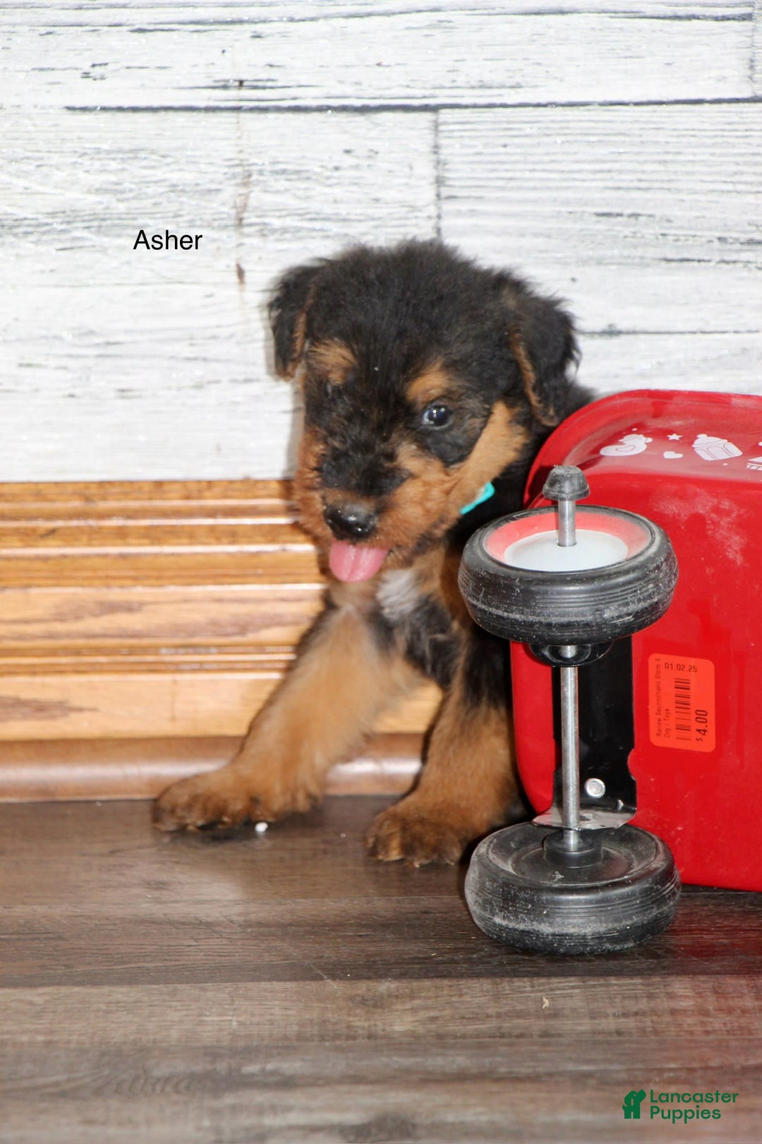 Shepherd Dog Airedale Cross Breeds Shepherd Puppies Types Of