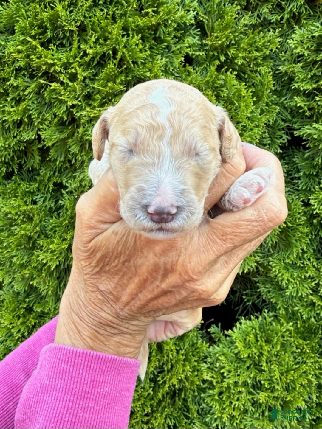Goldendoodle dogs for sale: Dark Grey - Ad 1