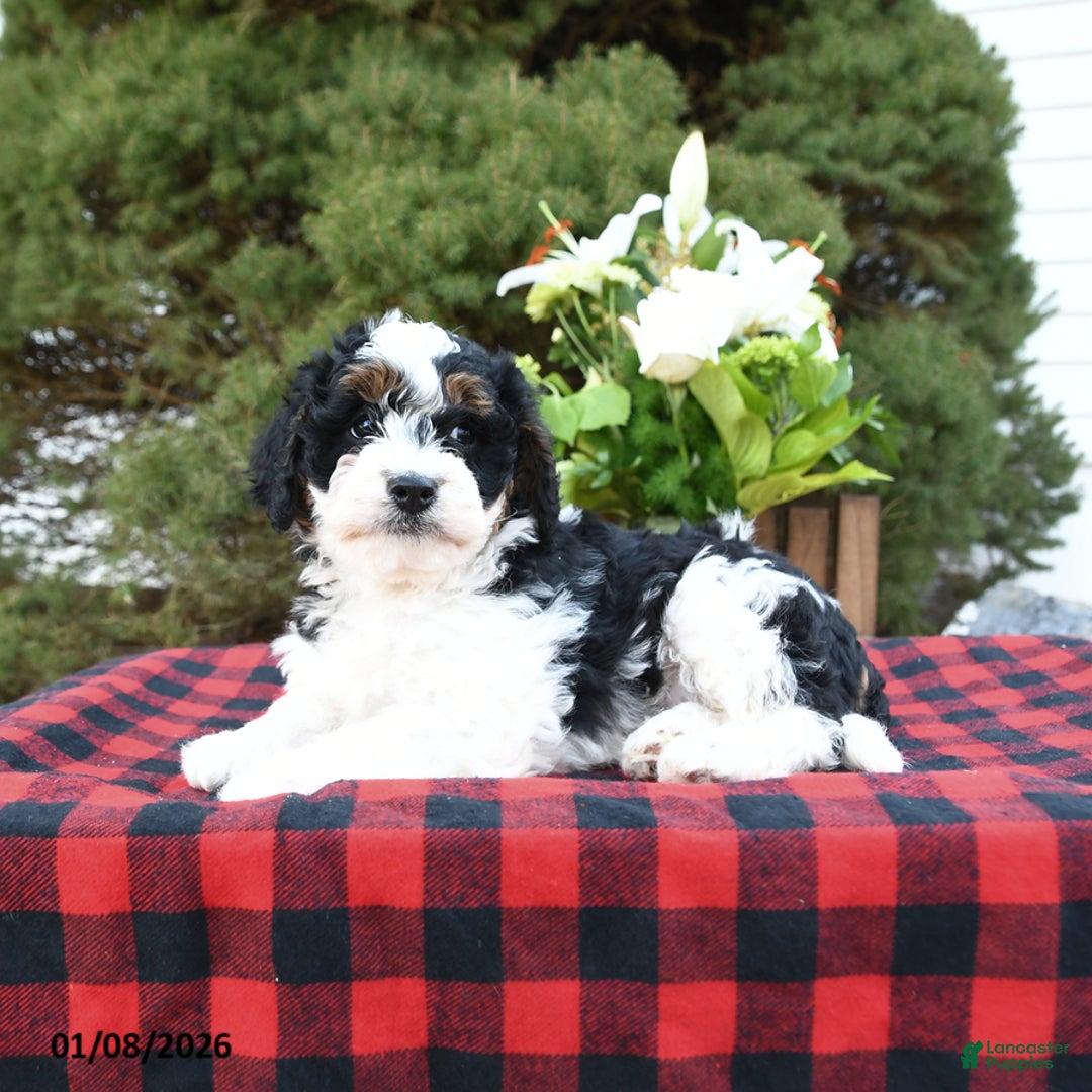 Mini Bernedoodle dogs for sale: Sara - Ad 4