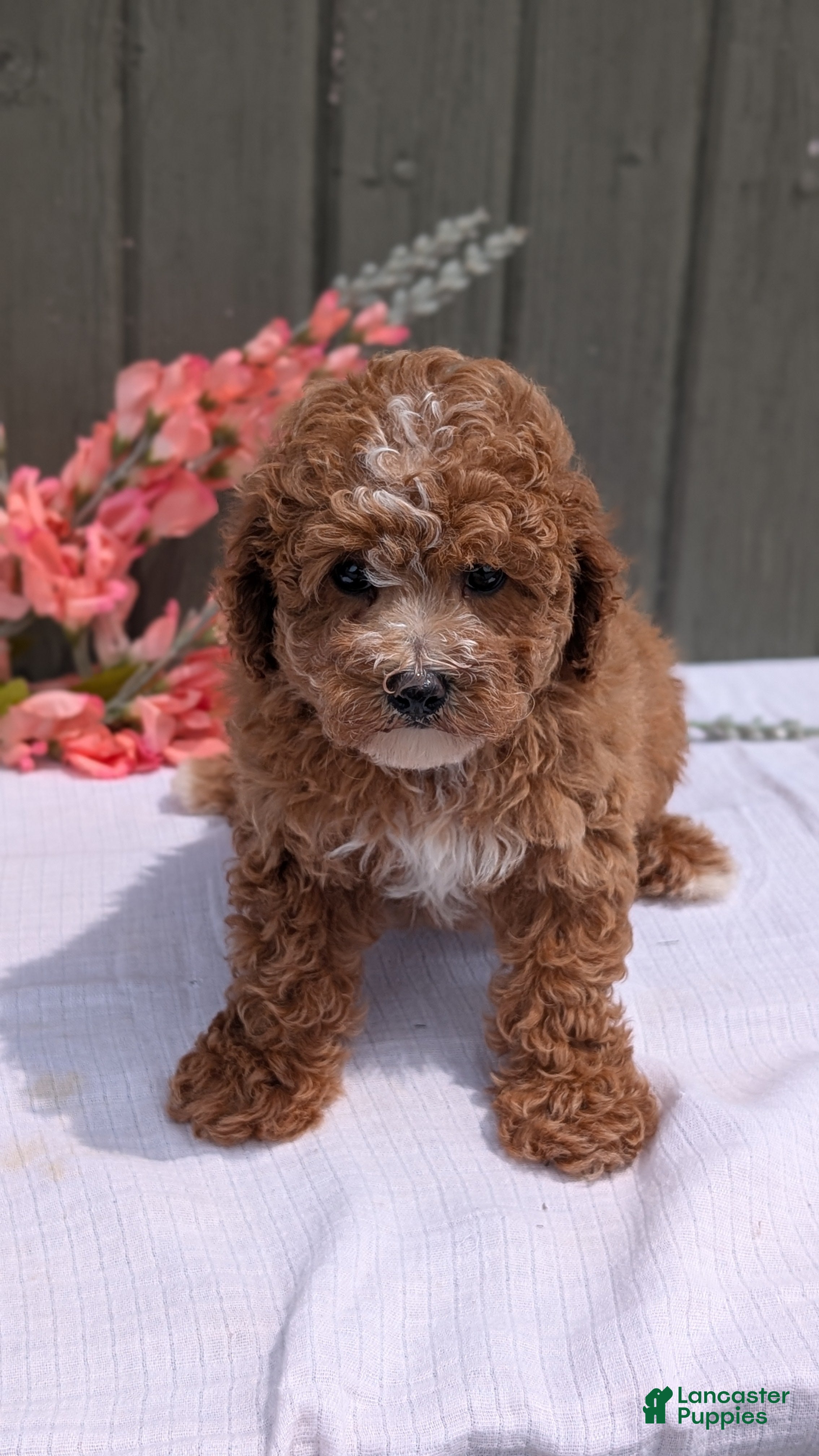 Miniature Poodle dogs Ruby - Ad 2